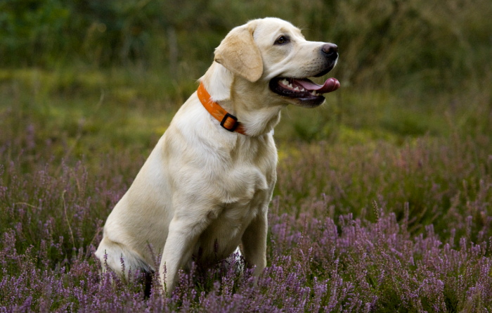 Hüftdysplasie beim Hund