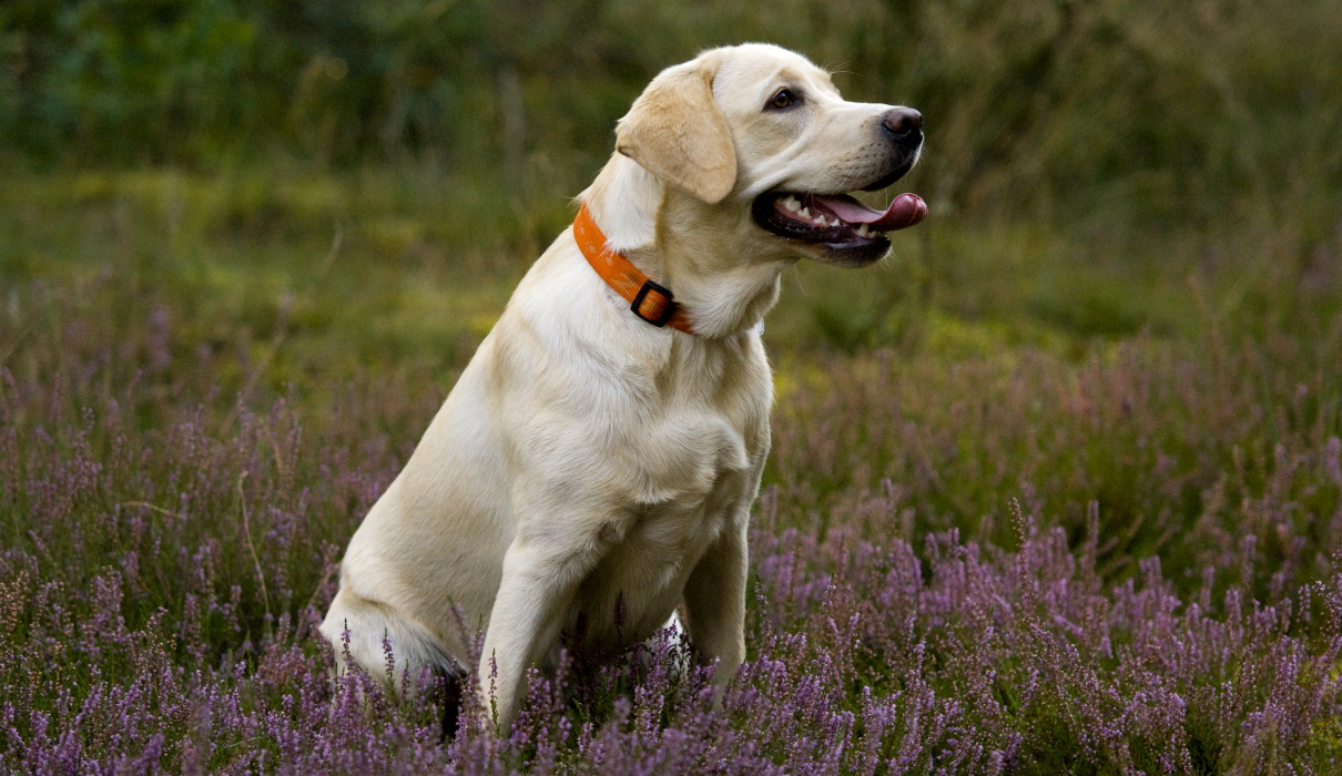 mandelentzündung hund symptome