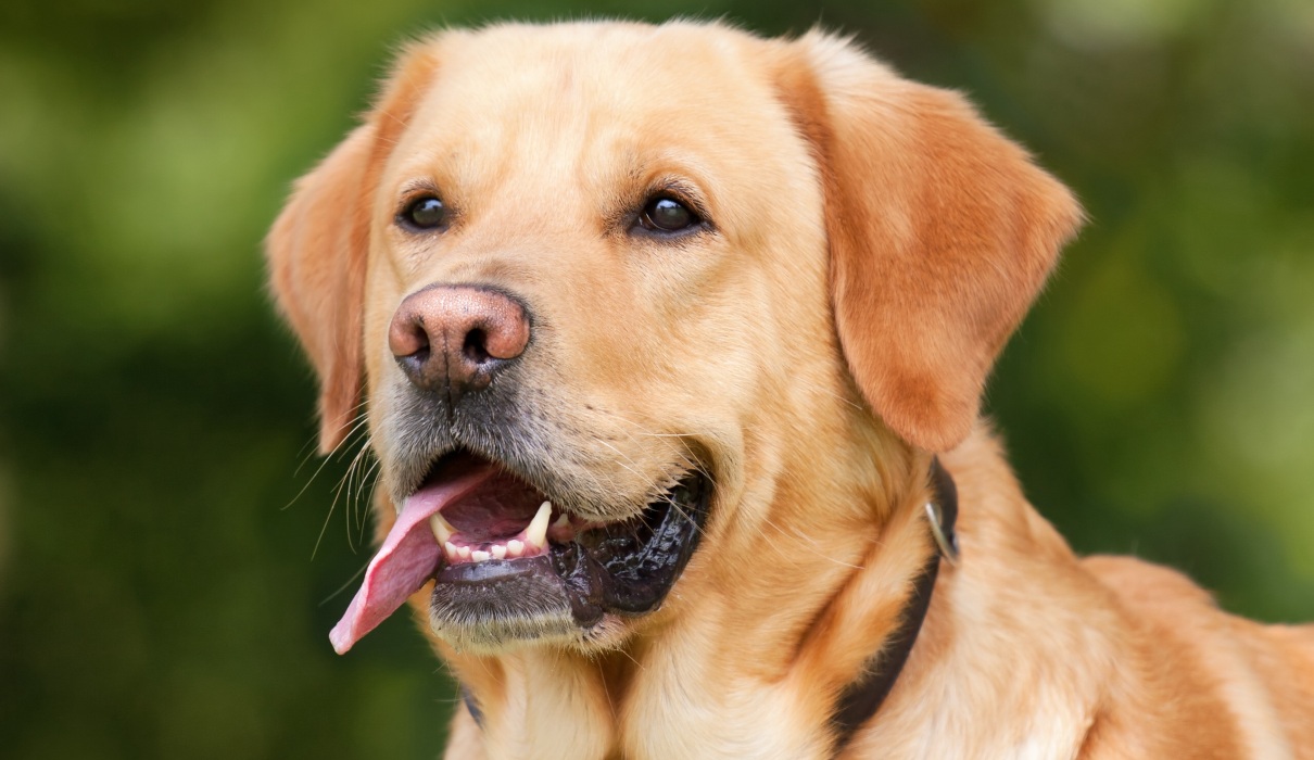 Homöopathie für den Hund - Bindehautentzündung