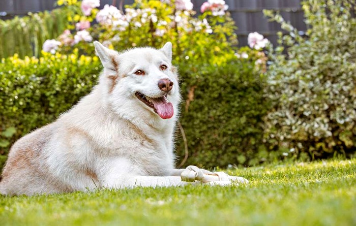 Wie Hundebesitzer ihren Garten tiergerecht gestalten können