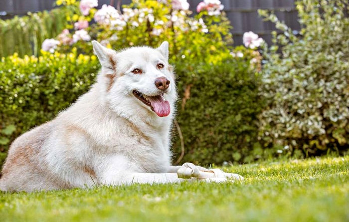 Wie Hundebesitzer ihren Garten tiergerecht gestalten können Wie Hundebesitzer ihren Garten tiergerecht gestalten können