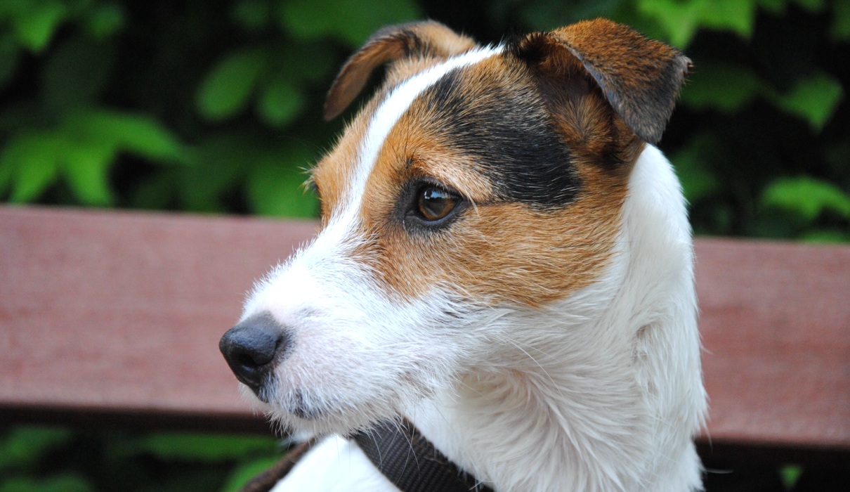 Hunde willkommen Hunde willkommen