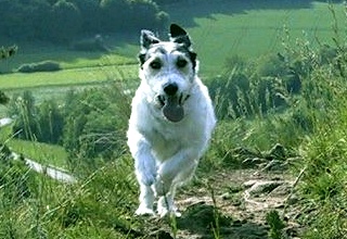 Homöopathie in der Veterinärmedizin