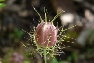 Jungfer im Grünen