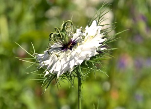 Anbau und Ölgewinnung Anbau und Ölgewinnung