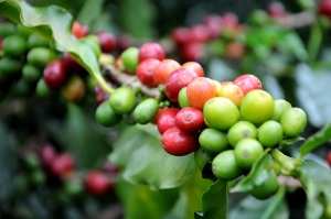 Coffea cruda (Kaffeebohne)