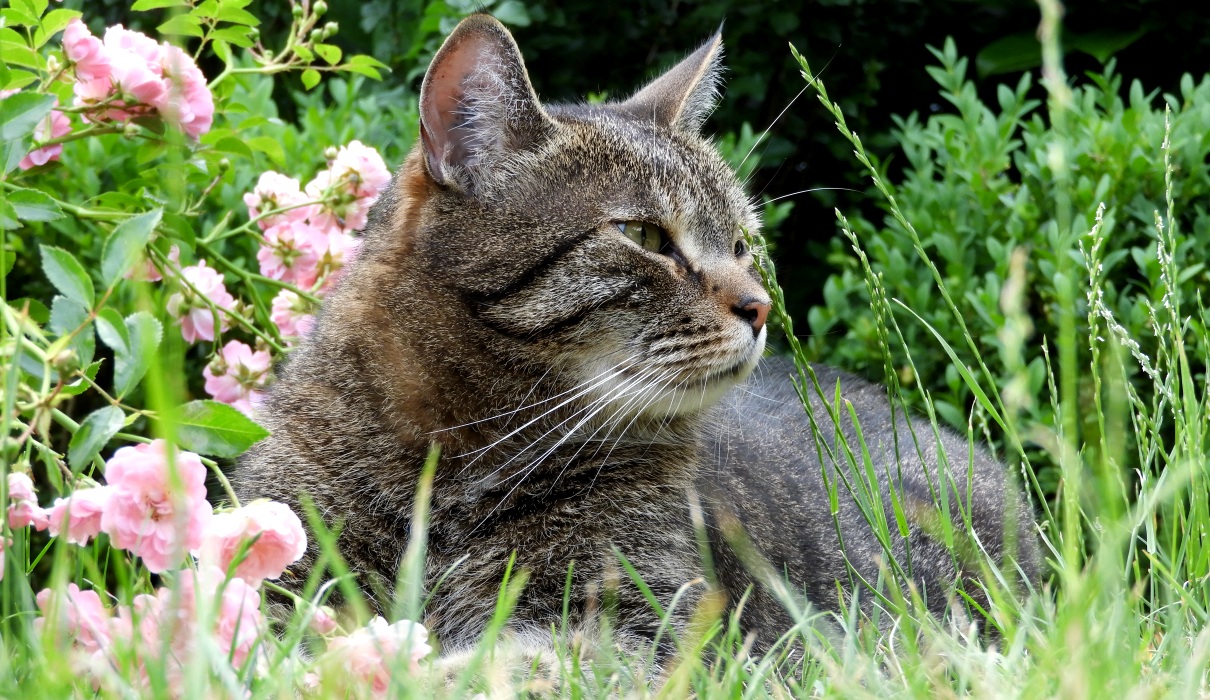 Etwas Grünes für die Katz... - Forum Naturheilkunde Etwas Grünes für die Katz... - Forum Naturheilkunde