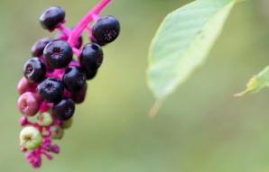 Phytolacca (Kermesbeere)