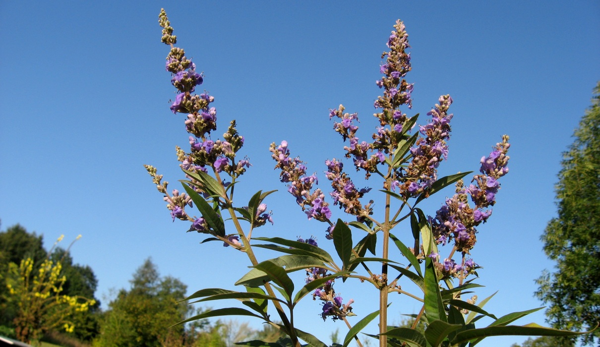 Keuschlamm (Vitex agnus castus) Keuschlamm (Vitex agnus castus)