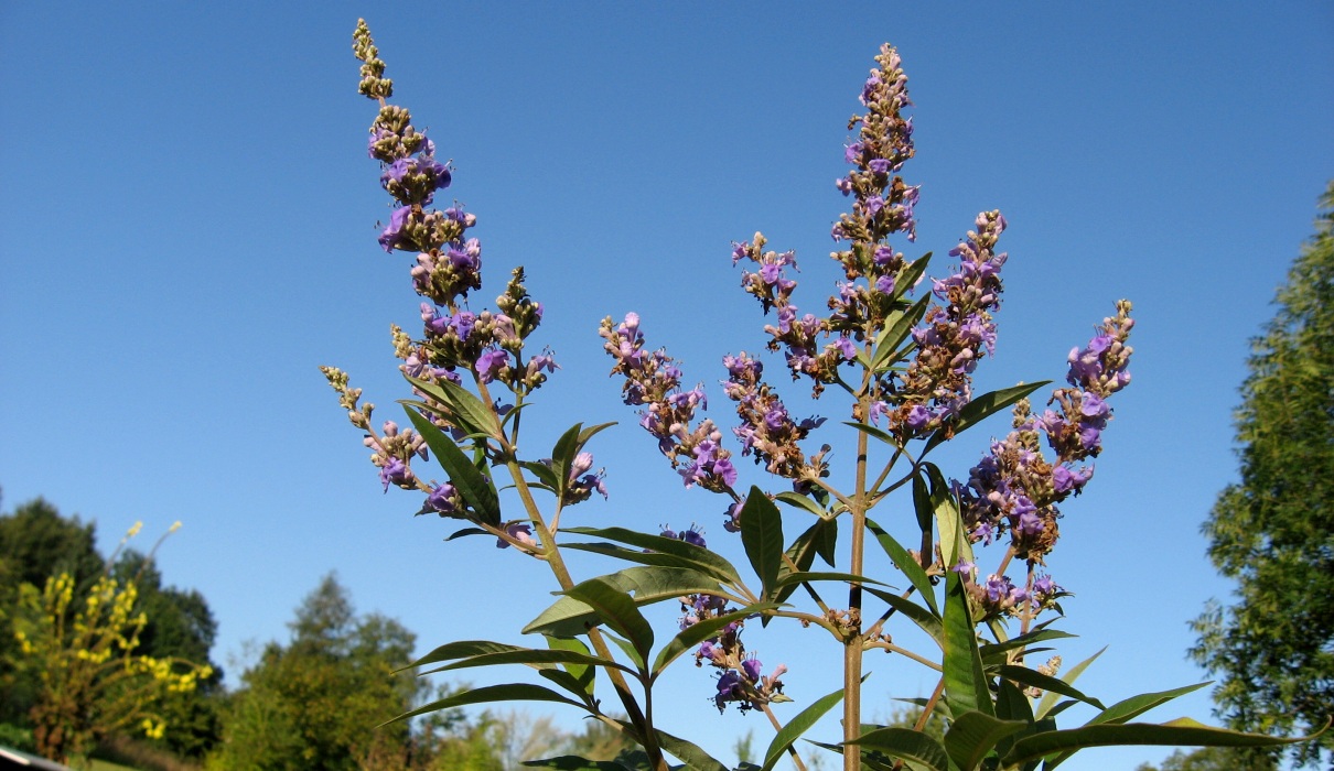 Keuschlamm (Vitex agnus castus)