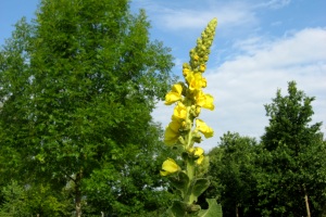 Königskerze (Verbascum densiflorum) Königskerze (Verbascum densiflorum)