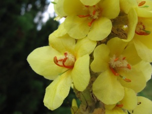 Königskerze (Verbascum densiflorum) Königskerze (Verbascum densiflorum)