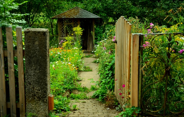 Melisse aus dem Kräutergarten