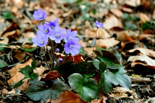 Leberblümchen