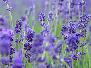 Lavendel (Lavandula angustifolia)