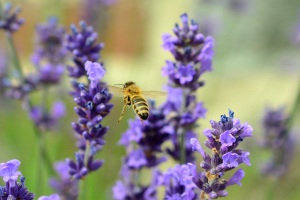 Lavendel (Lavandula angustifolia)