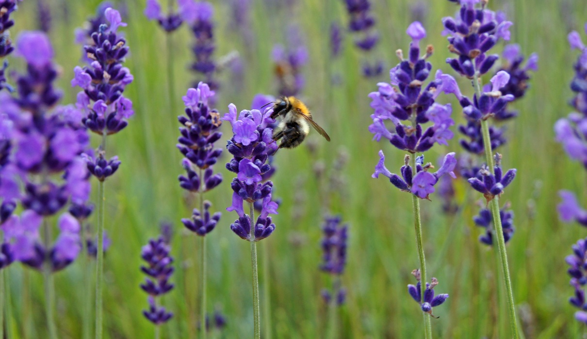 Lavendel (Lavandula angustifolia)