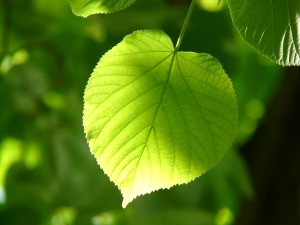 Botanische Beschreibung Botanische Beschreibung