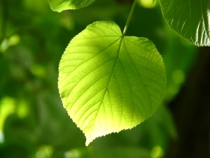 Botanische Beschreibung