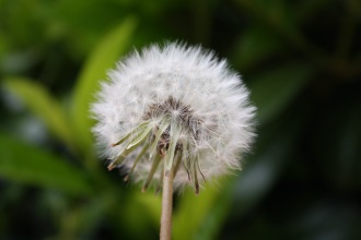 Löwenzahn - Pusteblume Löwenzahn - Pusteblume