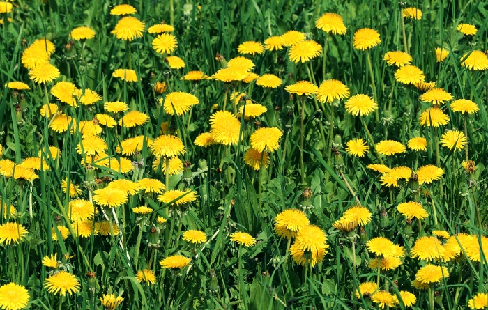 Kochen mit Zutaten aus der Natur