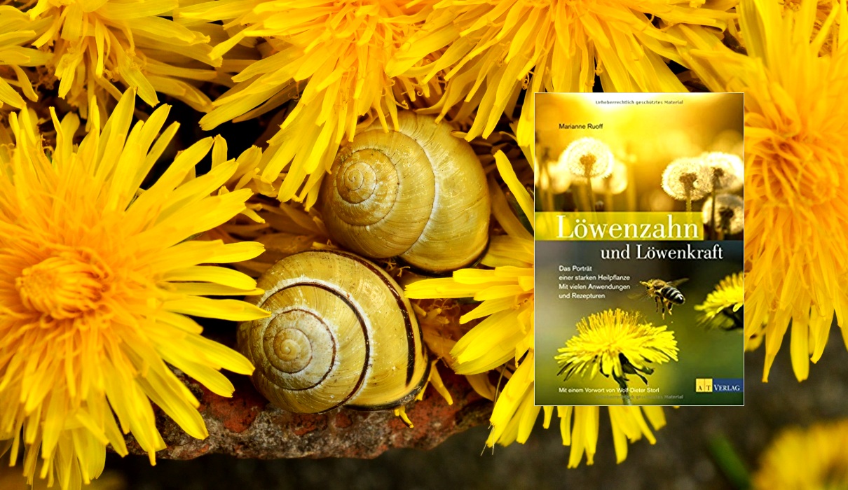 Löwenzahn und Löwenkraft Löwenzahn und Löwenkraft