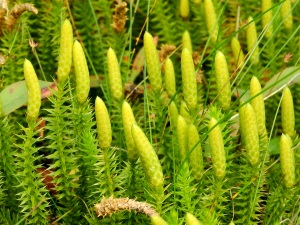 Lycopodium - Bärlapp