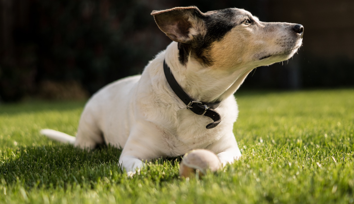 Homöopathie für den Hund - Mandelentzündung