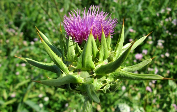 Mariendistel für die Leber