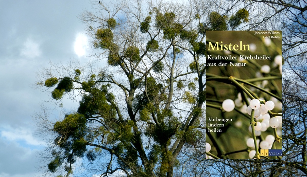 Misteln. Kraftvolle Krebsheiler aus der Natur Misteln. Kraftvolle Krebsheiler aus der Natur