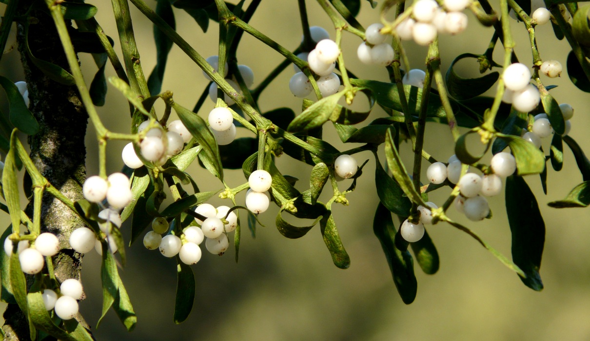 Mistelzweig - Hochsaison für eine symbolträchtige Pflanze