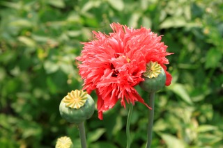Mohn - die Blume des Schlafes Mohn - die Blume des Schlafes