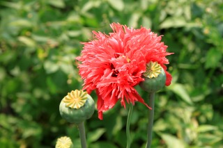 Mohn - die Blume des Schlafes