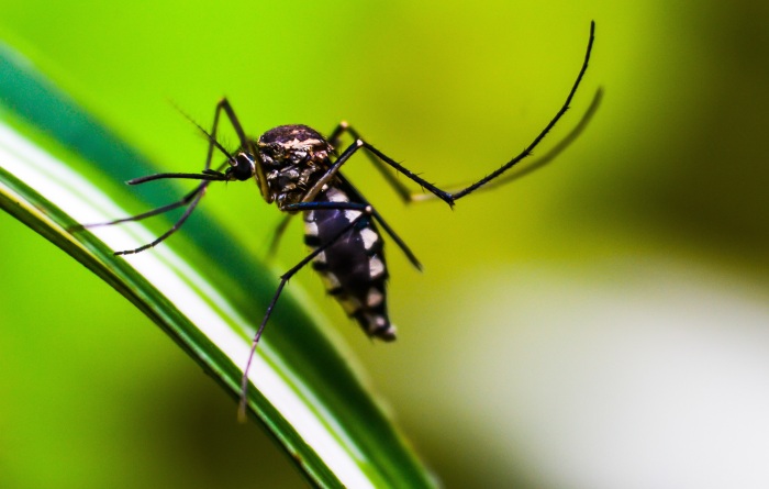 Folgen von parasitärem Befall