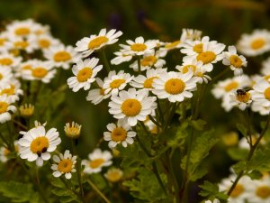 Mutterkraut (Tanacetum parthenium, früher Chrysanthemum parthenium)