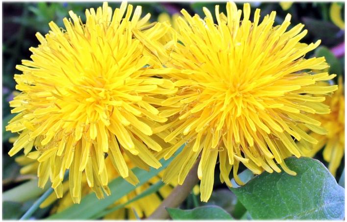 Darum ist Naturheilkunde so populär Darum ist Naturheilkunde so populär
