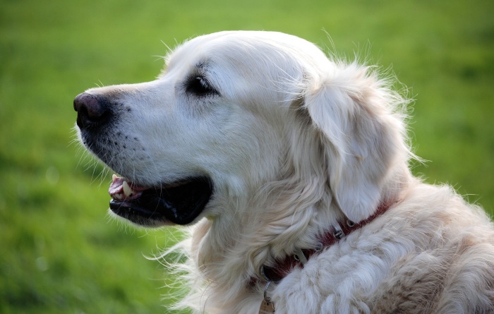 Chronische Niereninsuffizienz beim Hund