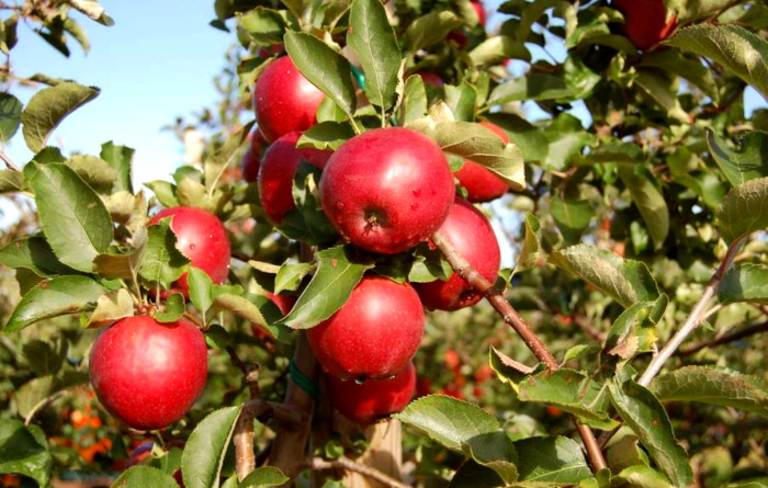 Prachtvoll gefüllter Obstgarten