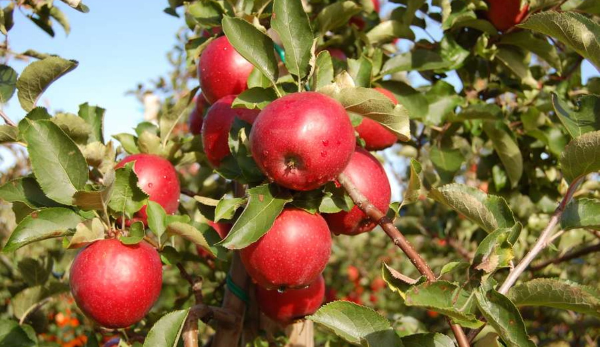 Prachtvoll gefüllter Obstgarten