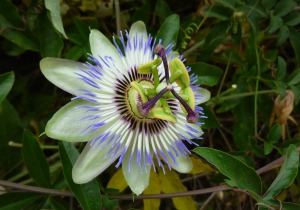 Passionsblume Passionsblume