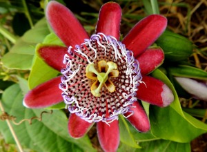 Passionsblume Passionsblume