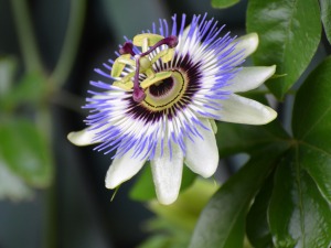 Passionsblume Passionsblume