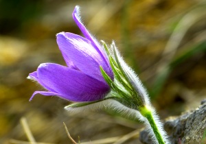 Pulsatilla