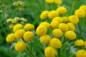 Rainfarn - Tanacetum vulgare Rainfarn - Tanacetum vulgare