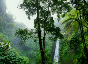 Die Heilkraft aus dem Regenwald