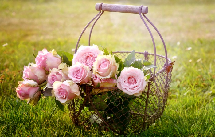 Rose die Königin unter den Blumen