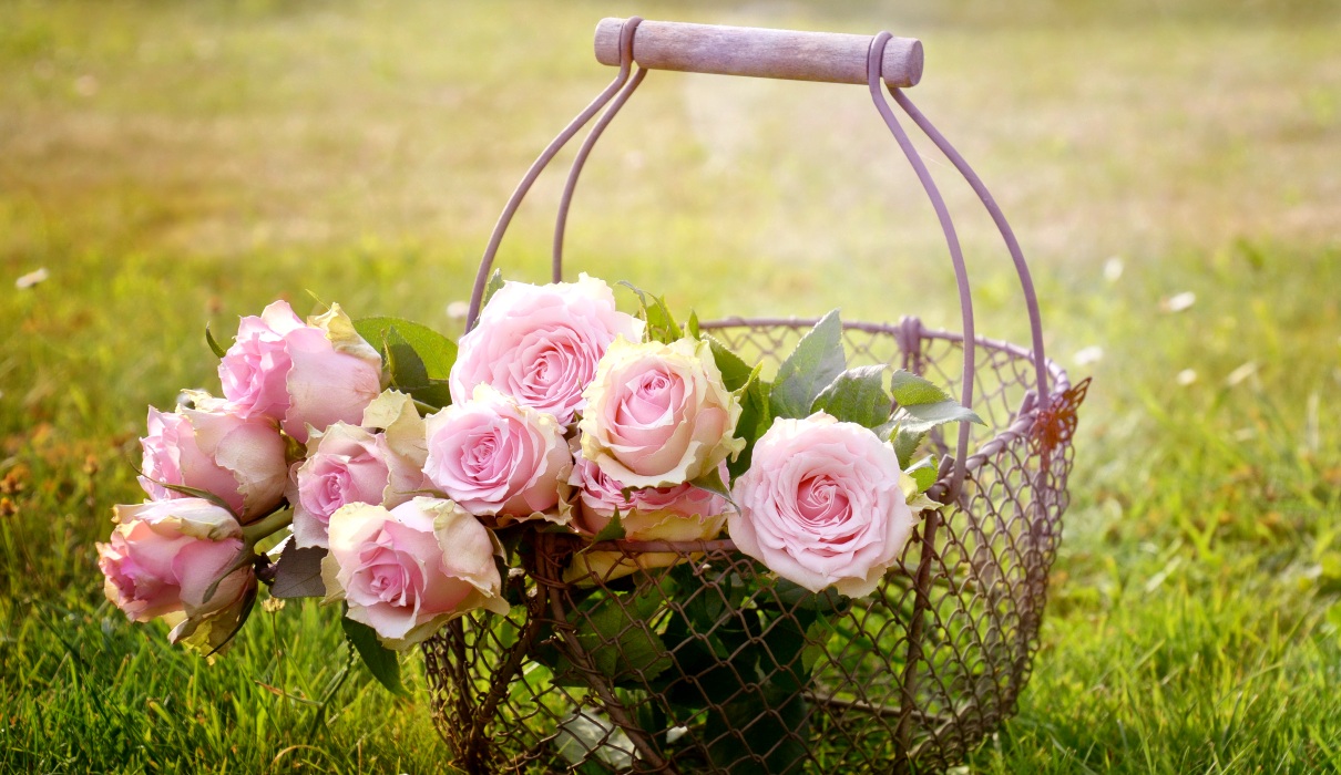 Rose - die Königin unter den Marienpflanzen Rose - die Königin unter den Marienpflanzen