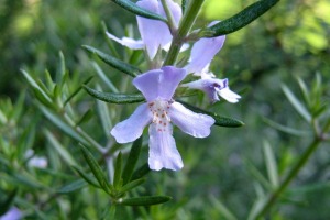 Rosmarin - Rosmarinus officinalis L.