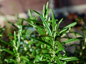 Rosmarin - Rosmarinus officinalis L.