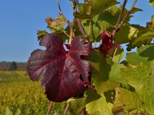 Rotes Weinlaub Rotes Weinlaub
